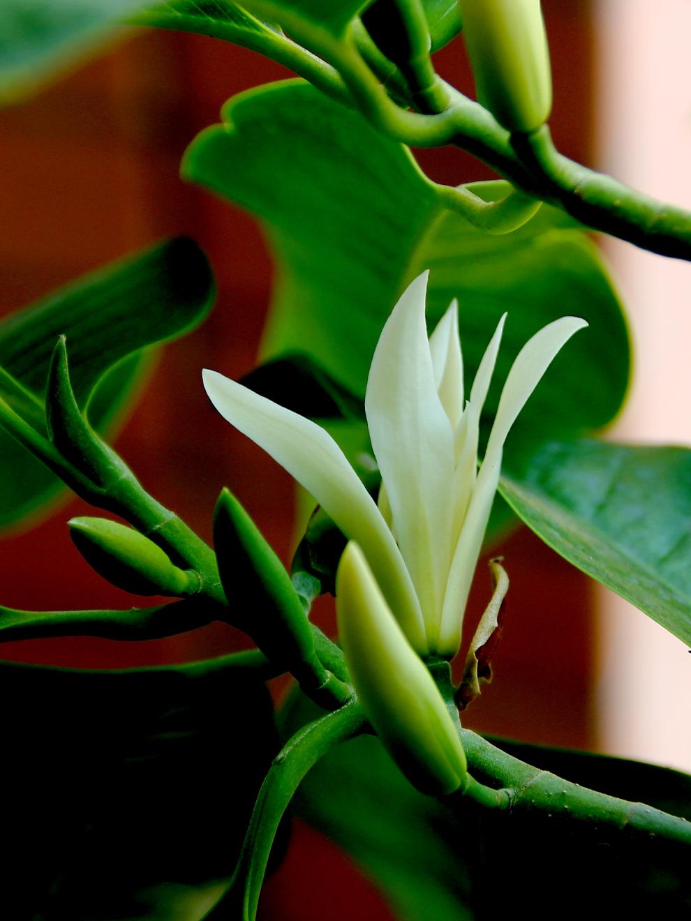 白兰苗 盆栽黄桷兰花卉绿植白兰花苗香味独特白玉兰花树苗 黄兰8年
