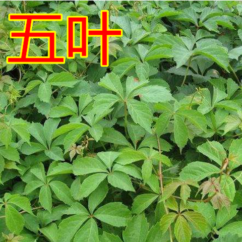 汇泉爬墙虎大苗爬藤植物三叶五叶爬山虎苗五叶地锦室外庭院爬墙遮阳