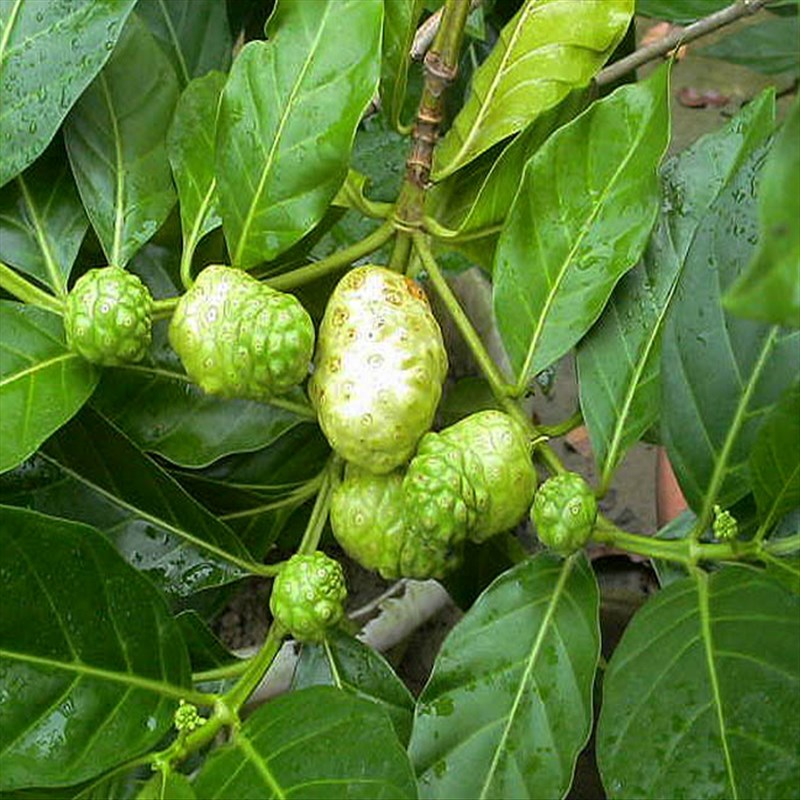 果树苗诺丽果树苗诺丽鲜果树苗诺丽果苗南方北方庭院栽培盆栽地栽水果