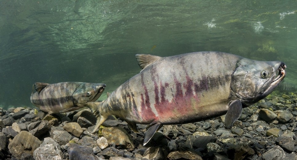 【精选大鱼-冬季鲜捕】大马哈鱼2021年国产冷冻新鲜洄游整条黑龙江佳