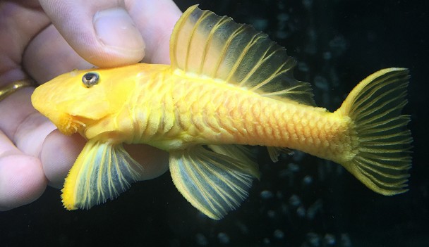 zxc水族皇冠直升机 鱼直升飞机异形鱼活体底栖草缸南美异型热带活 4