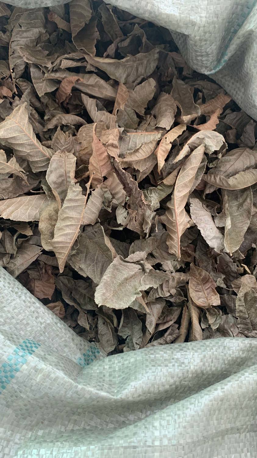 江西修水青钱柳青钱柳原叶茶青钱柳茶清金钱柳茶叶 500克(一斤)一个