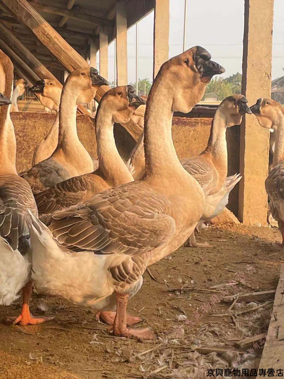 鹅活苗正宗狮头鹅活苗特大种大型潮汕纯种狮子头鹅灰狮头鹅苗活体一只