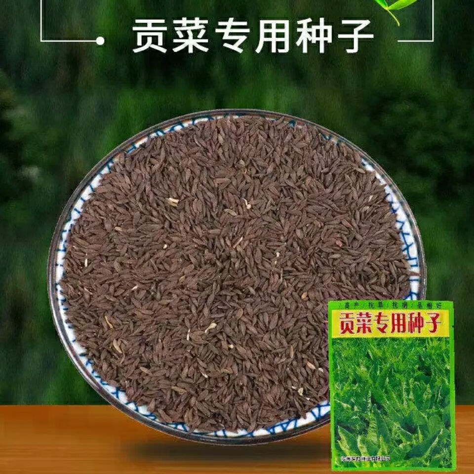 特产苔干菜种子地方蔬菜种子响菜籽四季播种耐热抗寒 分装3包 贡菜