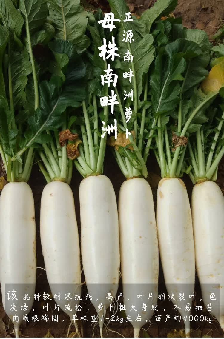 神禾大长白萝卜种子菜籽家庭种植老包装韩国白玉春种子50g桶装