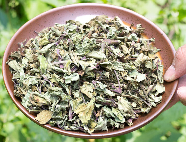 猫须草 云南 西双版纳 肾茶猫须草新鲜茶包石通草 猫须公 500克(买二