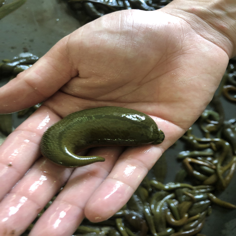 荣郁活体水蛭活体蚂蟥医用菲牛蛭金边蚂蟥美容吸血蚂蟥水蛭510克单条