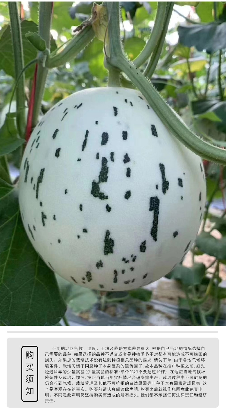 流星蜜瓜超甜薄皮春季四季高产高糖 白流星甜瓜种子200粒原装【图片