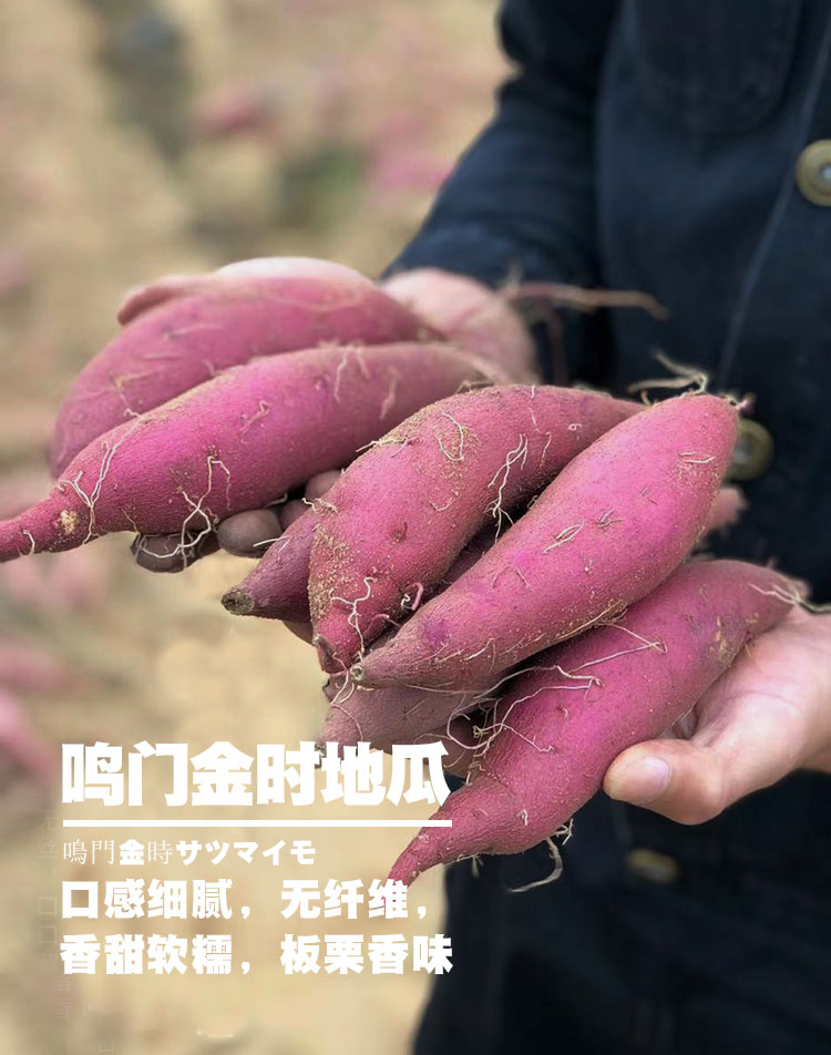日本黄金薯品种介绍图片