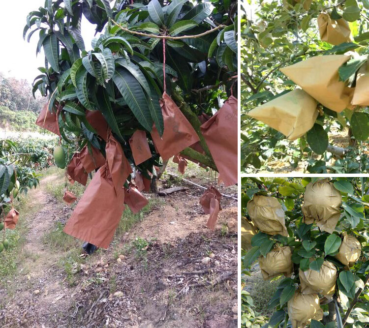 梨套袋桃子專用袋枇杷套袋芒果套袋臍橙蘋果釋迦果袋水果套袋紙袋160x