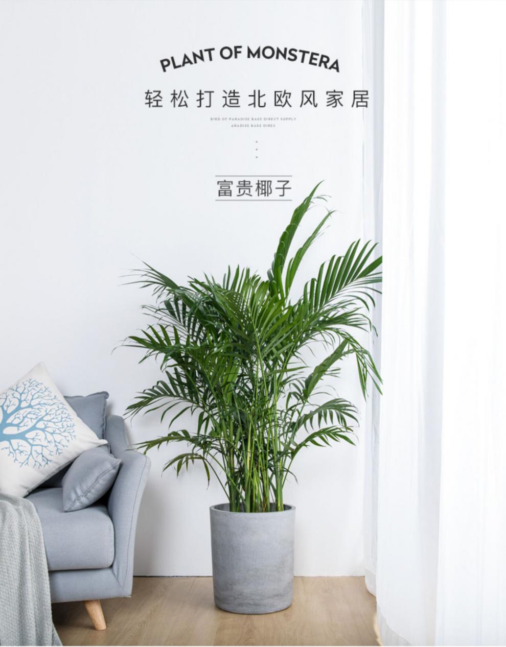 狄盆栽办公室客厅植物大型绿植凤尾竹植物花卉室除甲醛植物 富贵椰子