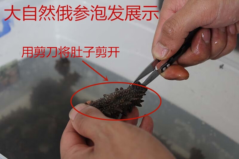 俄罗斯海参足干海参200头海参淡干海参六排刺进口参50克50g2025只