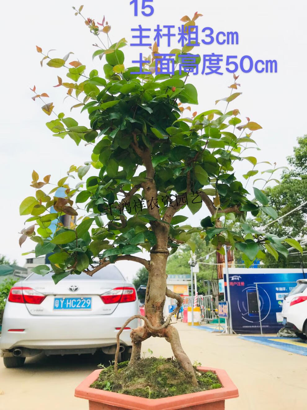 熟桩巴西红果岭南盆景老桩四季常青酉卡伊ukayi酒红色22含盆