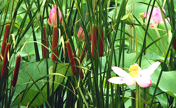 水生花卉植物香蒲苗香蒲草水烛蒲菜蒲棒晒干夏天可以6棵裸根不带土