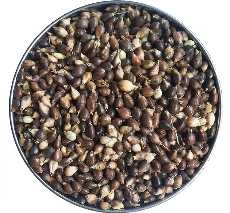 薏米种子草珠子薏苡仁小薏米籽薏仁米薏米仁种子种植简单管理省事