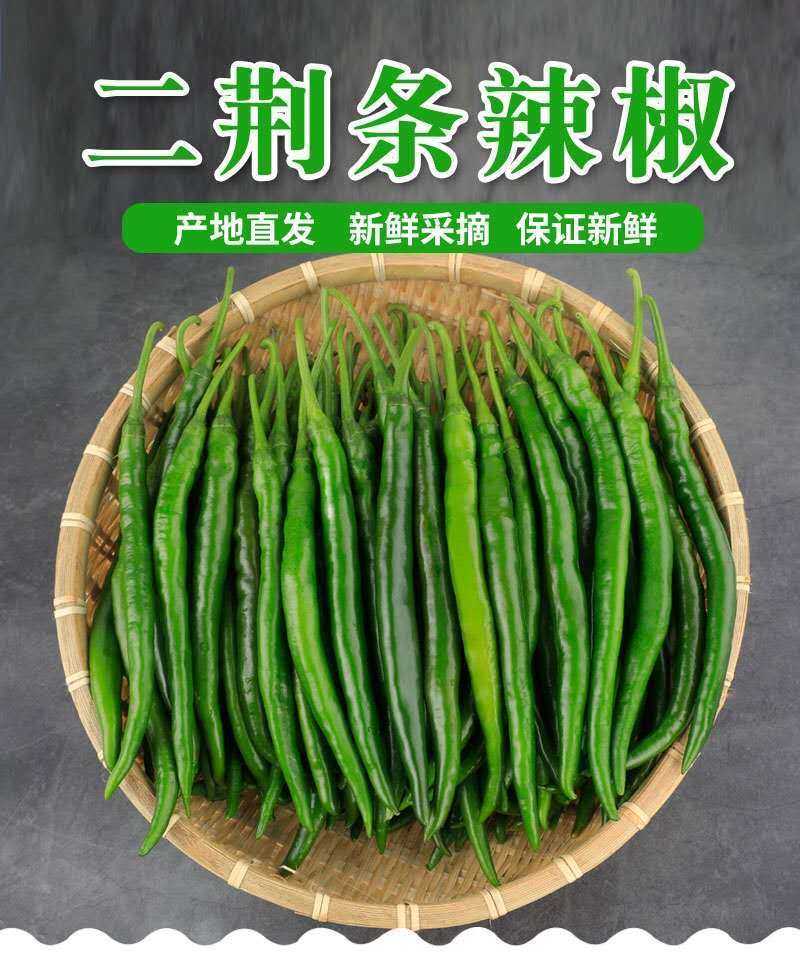 新鲜农家自种二荆条当季蔬菜 顺丰 普通3斤装青线椒(净重)【图片 价格