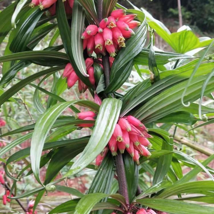 百支草 滇黄精 黄精苗 红花滇黄精种苗籽育苗发货送种植资料 100颗