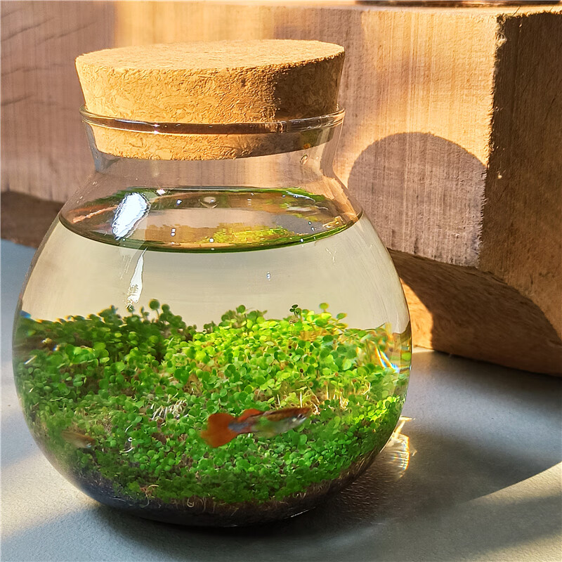 lm生态瓶微景观生态瓶创意迷你玻璃瓶鱼缸办公室绿植水草种子发芽记录