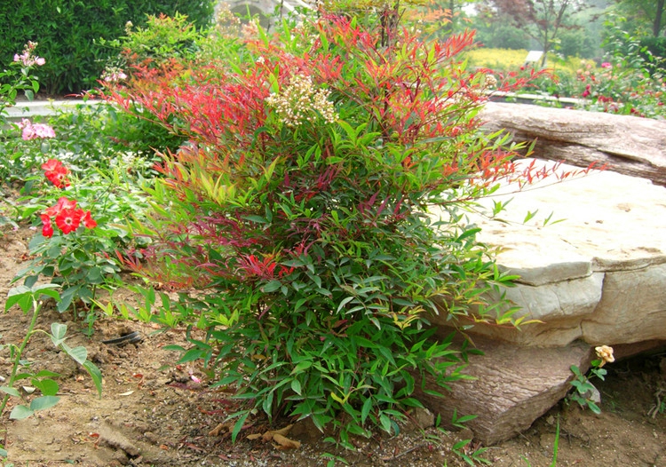 火焰南天竹树苗丛生老桩盆景火庭院绿化苗木花园耐寒观叶植物盆栽耐绿