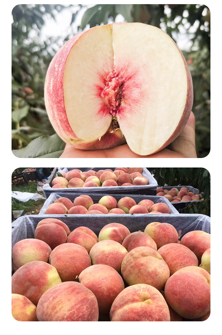雪桃 新鲜桃子蜜桃毛桃冬桃脆桃金秋红蜜雪桃当季水果整箱 单果300