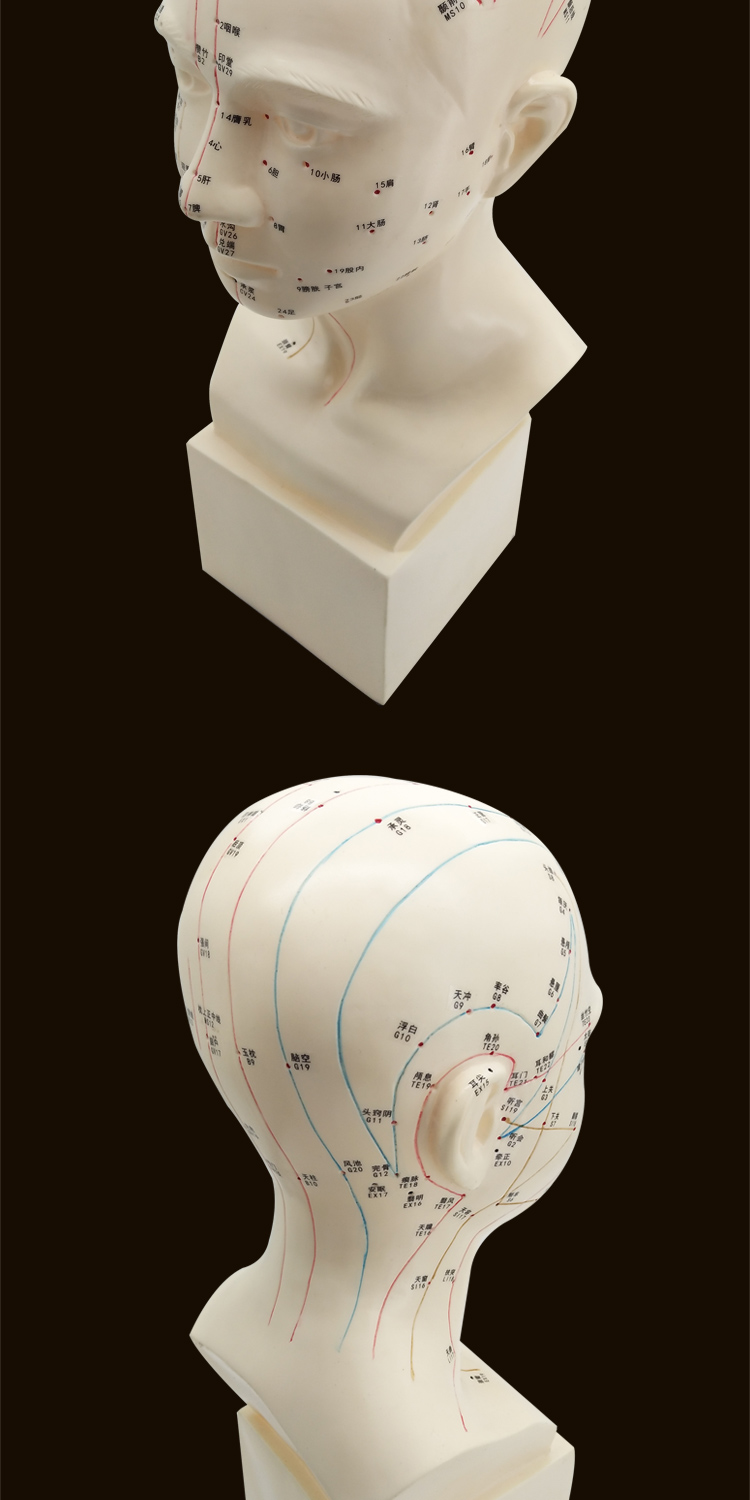 頭部穴位模型針灸刻字頭模帶穴位全臉面部假頭腧穴人體按摩圖 籠趣