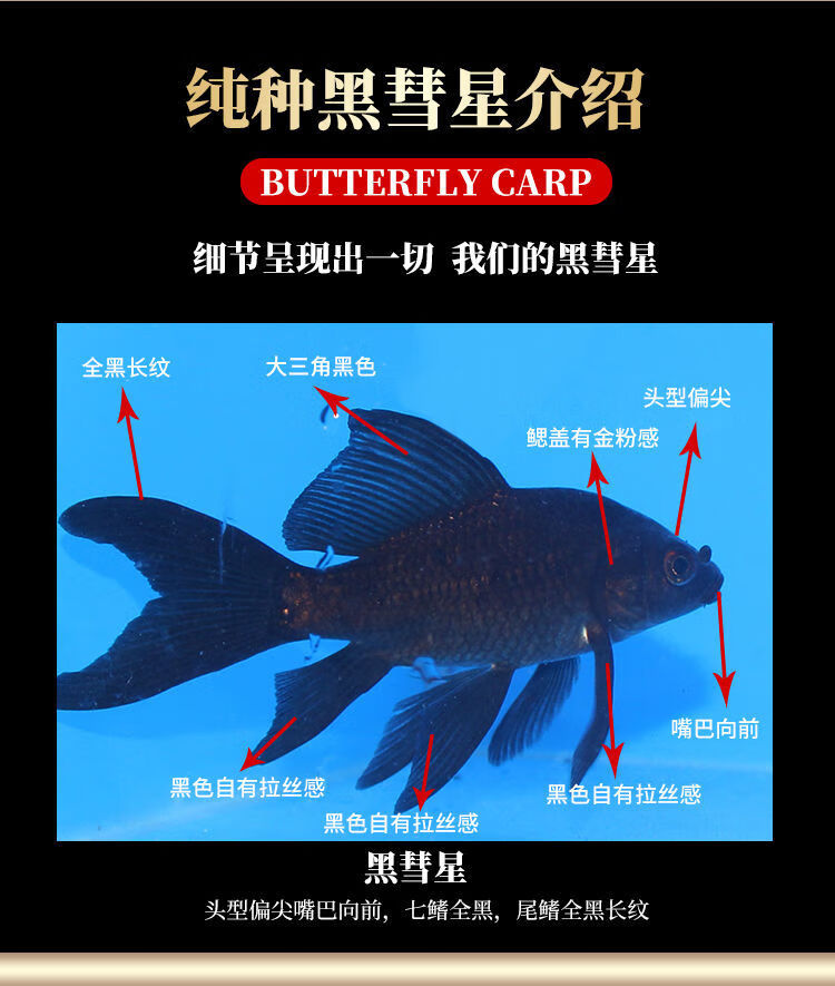荣郁 纯种黑彗星蝴蝶鲤白金蝴蝶鲤配鱼黑锦鲤鱼淡水冷水观赏鱼 精品黑
