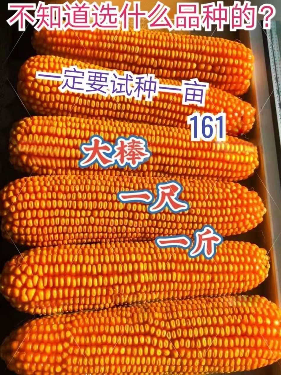 巨无霸玉米种子简介图片