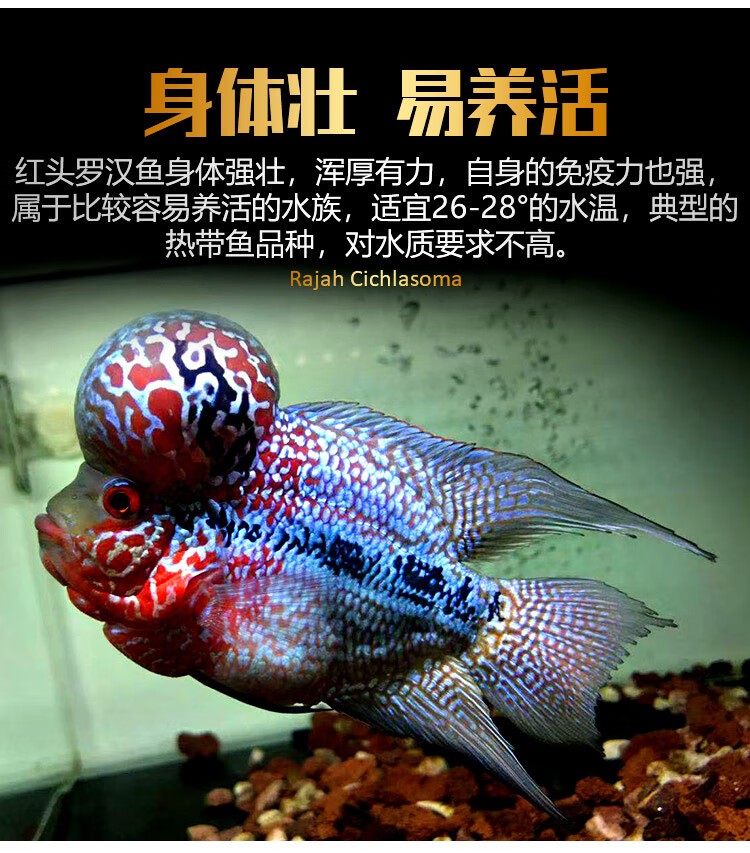 红头活体观赏鱼泰国金花元宝鸿运罗汉鱼小鱼苗德萨亚成起头 4cm满银