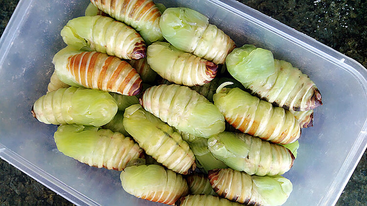 伟博 嫩茧蛹 神仙 糖宝 活茧蛹 绿色茧蛹蚕茧鲜活薄皮柞蚕蛹 500g