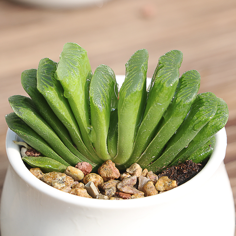 花匠汇玉露多肉植物大颗好养冰灯姬玉露老桩肉肉稀有品种精品多肉小