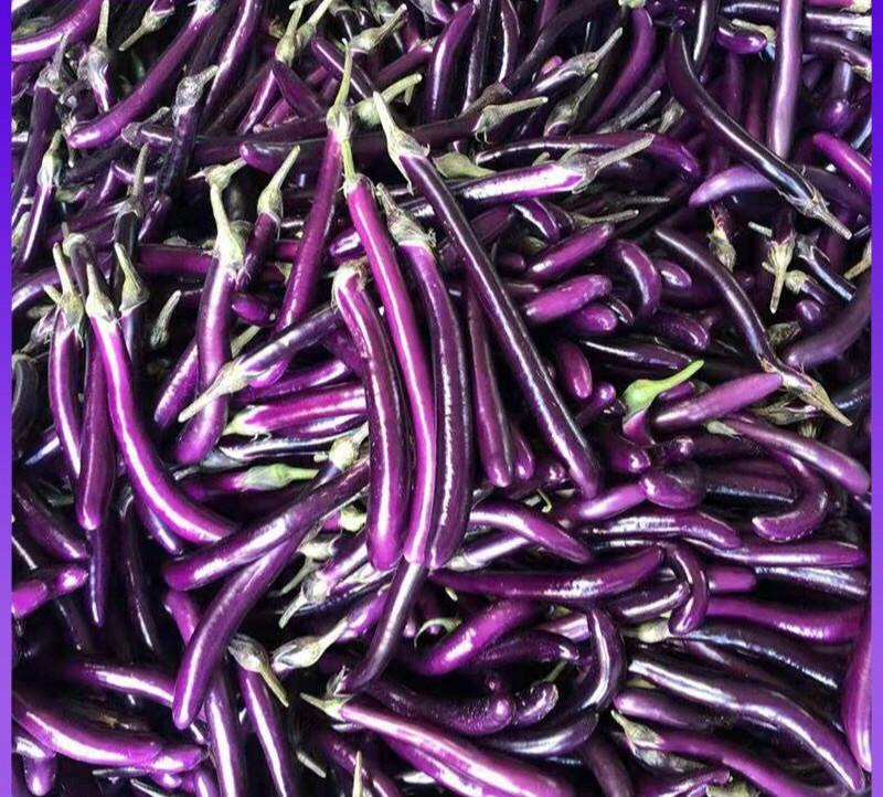 新鲜现摘长茄子农家紫皮长茄子长线细茄子紫茄子自种现摘当季蔬菜 3斤