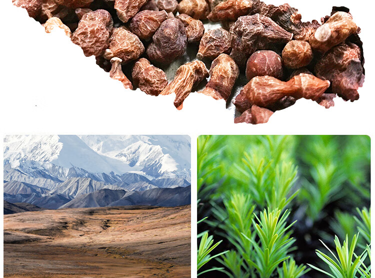 青海玉树特产人参果西藏高原新鲜蕨麻500g煮粥炖汤