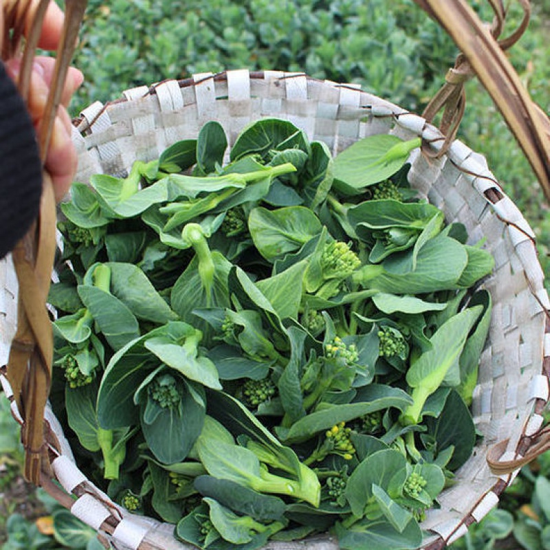 5斤苏北霜青菜苔青菜苔露天青菜芯现摘现发现摘5斤净重