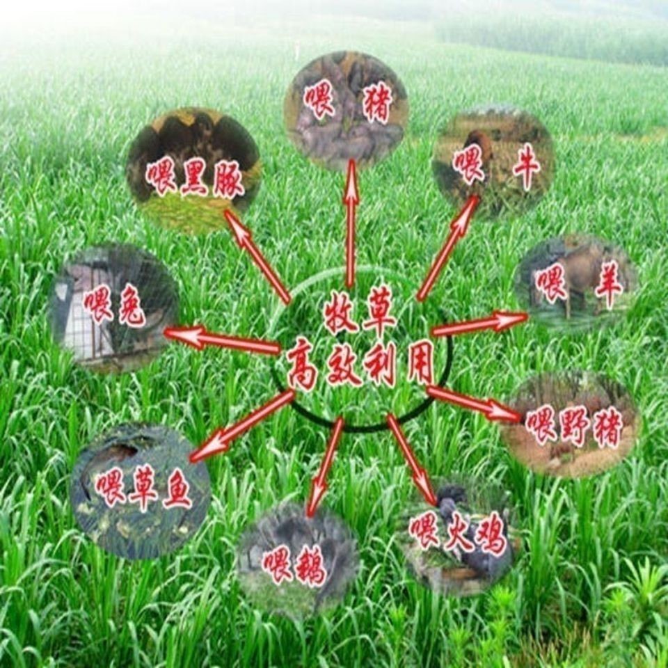 杂交型王草一斤【图片 价格 品牌 报价】-京东