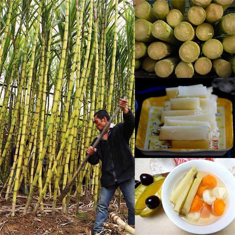广西甘蔗品种大全图片图片
