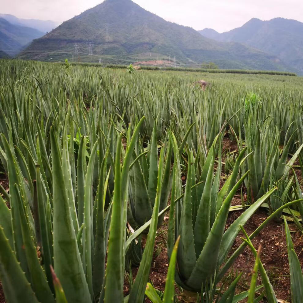 美国库拉索芦荟苗美容院补水灌肤专用绿植盆栽食用室内鲜芦荟植物 一