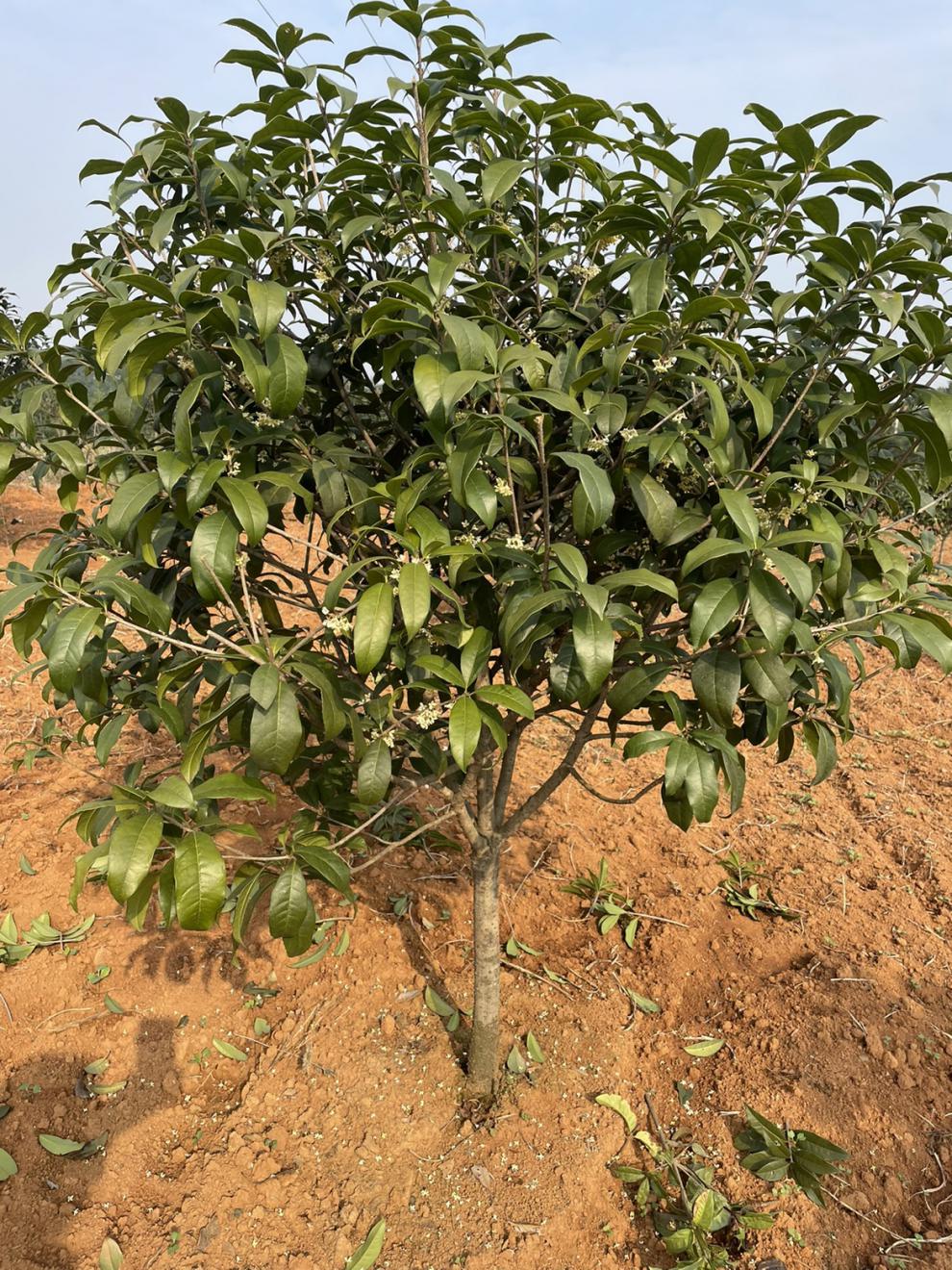 适合盆栽的矮杆精品桂花6公分金桂老桩其他