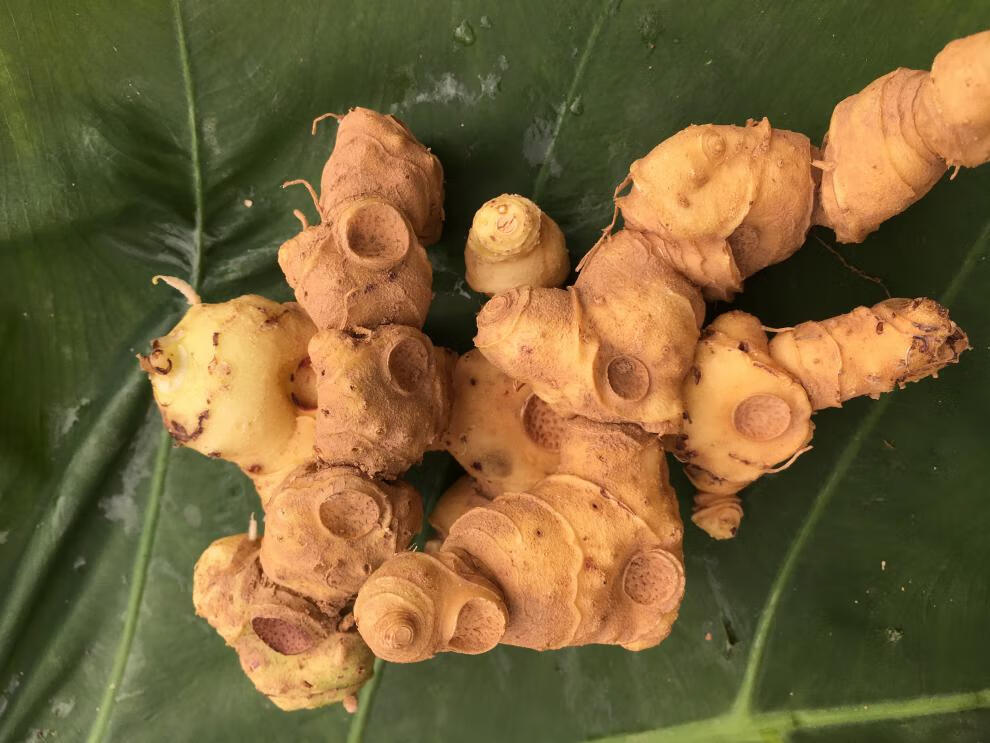 康中尊 鲜黄精生新鲜500g特级九华山肉头鸡头食用泡水泡酒