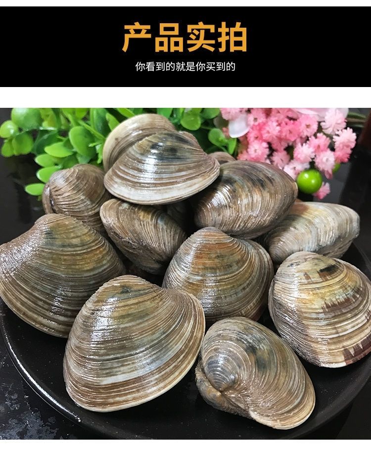 鲜活蛤蜊美贝无沙花甲大蛤蜊海鲜贝类鲜活蚬子花蛤海鲜炖汤昌盛隆一斤