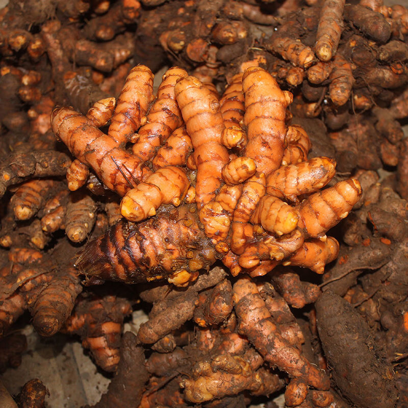 广西野生姜黄新鲜小黄姜红姜 现挖用黄姜产后调节月子 咖喱姜 1斤