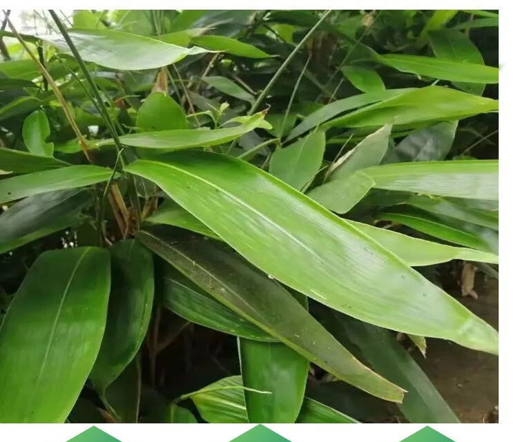 粽子叶粽叶新鲜大粽叶棕叶天然大粽叶子真空新叶粽子叶批发野150片