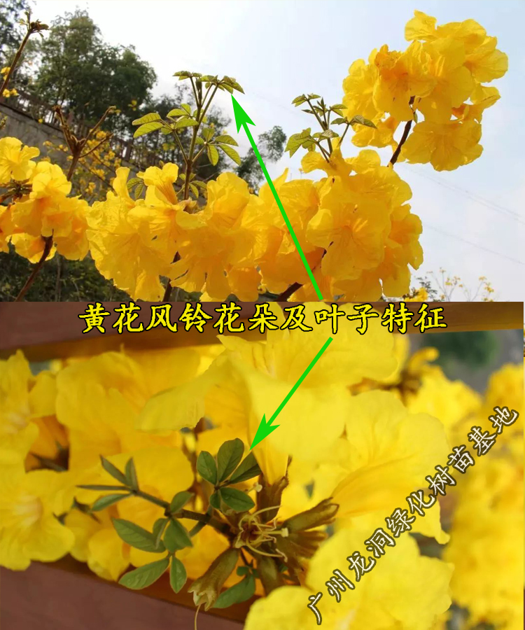 泰國黃花風鈴木苗黃花風鈴樹苗紫花風鈴多花盆栽地栽庭院小區綠化紫花