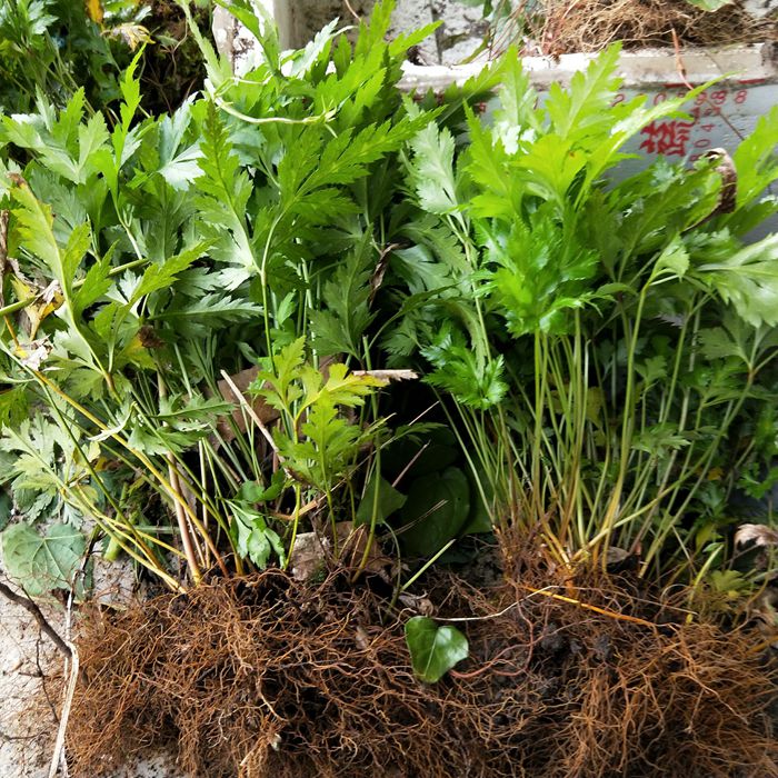 园艺现挖新鲜黄连苗 黄连种苗 川黄连 味连 带须根带土易成活绿植盆栽