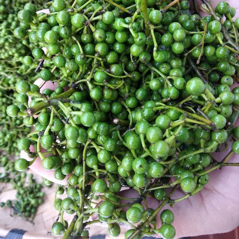 云南现摘木姜子佤味新鲜木浆子特产酸汤火锅底料山苍子山胡椒 新鲜木