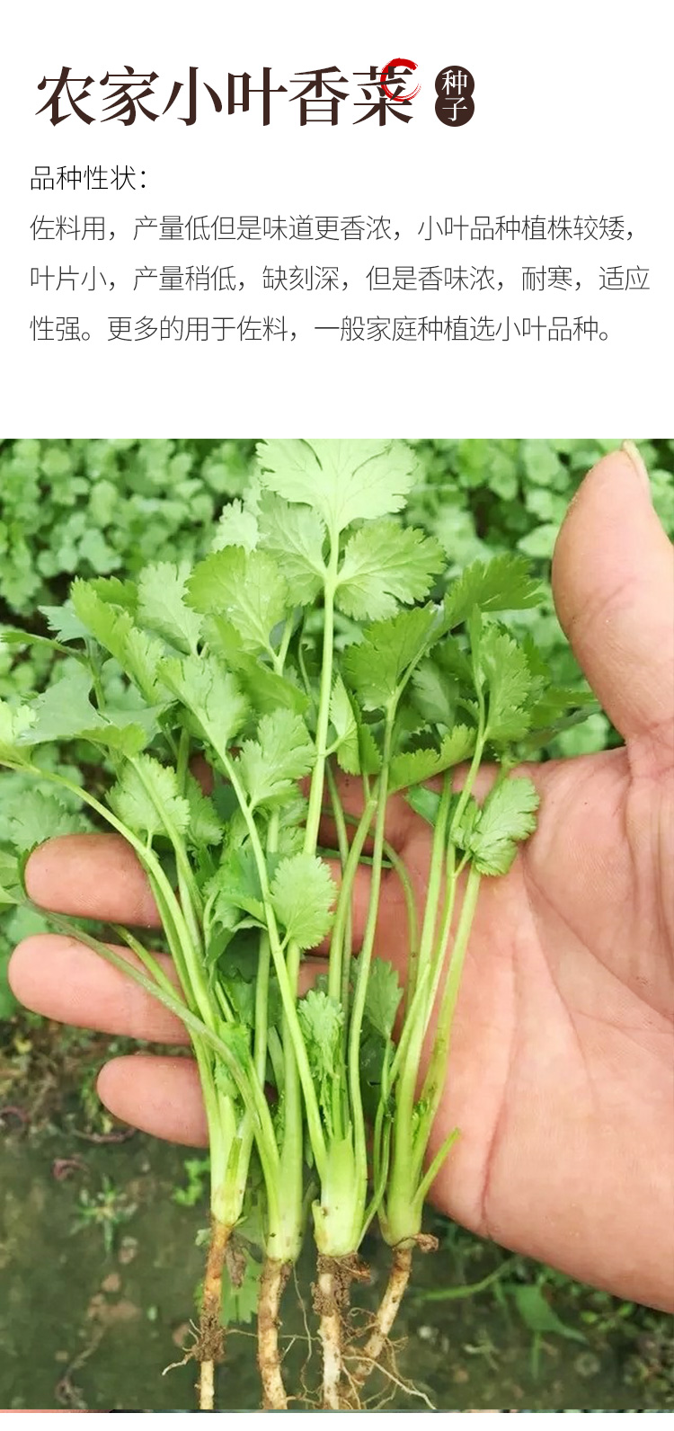 四季農家小香菜種子苗大葉芫荽陽臺種菜食用蔬菜盆栽種籽孑菜籽種美國