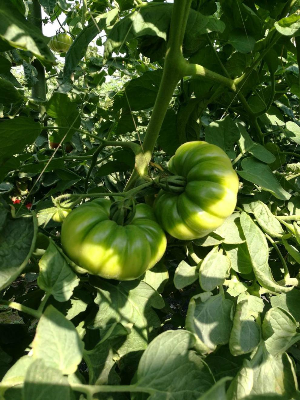潮汕自然熟马蹄番茄西红柿新鲜生吃露天孕妇宝宝农家水果蔬菜 5斤(兼