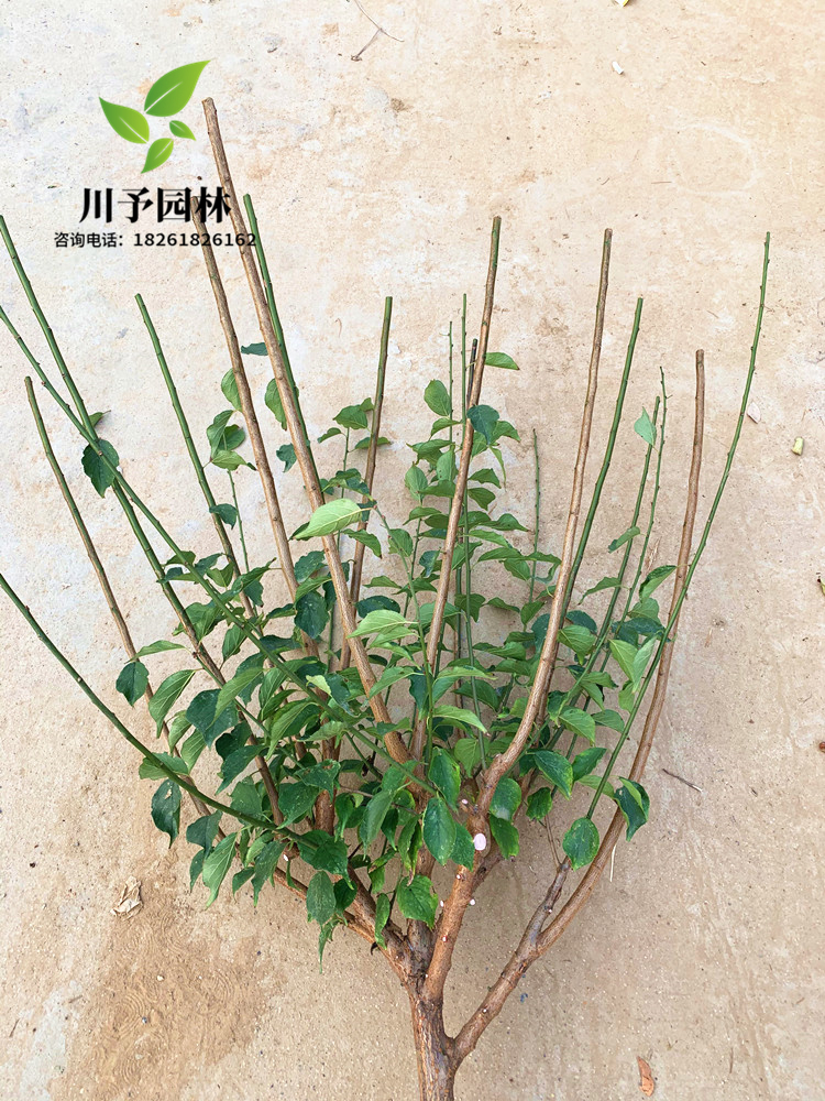 梅花树苗原生红梅小苗绿梅花嫁接骨里红庭院耐寒大型风景树榆叶梅美人