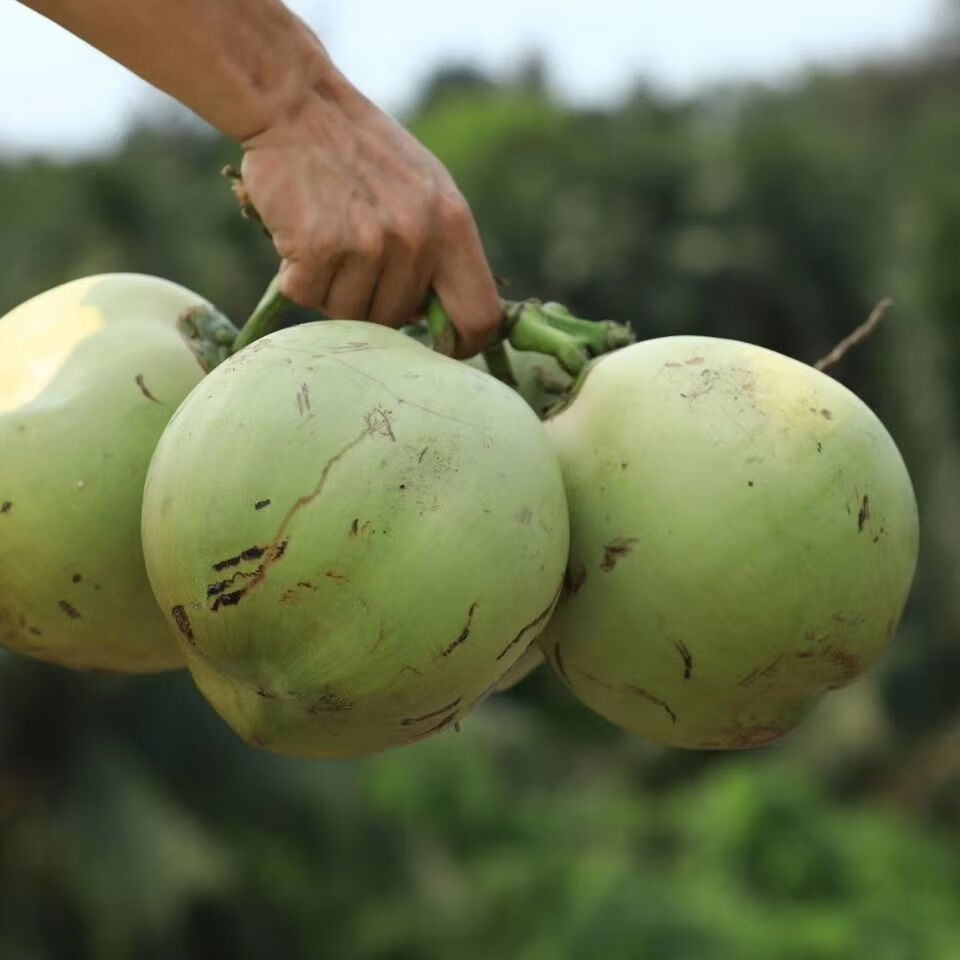 现摘海南特产新鲜带皮大椰青孕妇孩子水果冬季煲汤椰子鸡椰子海南椰青