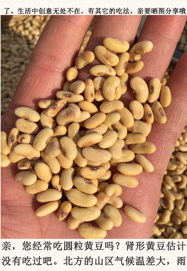 黄豆黄豆形大豆黄豆种子豆浆发芽黄豆2500肾形黄豆2500g
