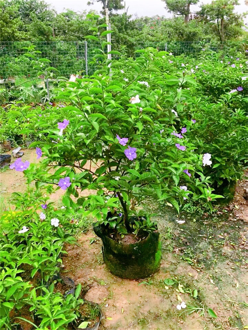 双色茉莉花盆栽香型四季变色鸳鸯番茉莉花苗绿植物花卉高60cm大冠幅带